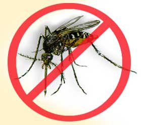 dengue-456232.jpg