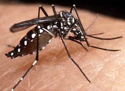mosquito_da_dengue.jpg